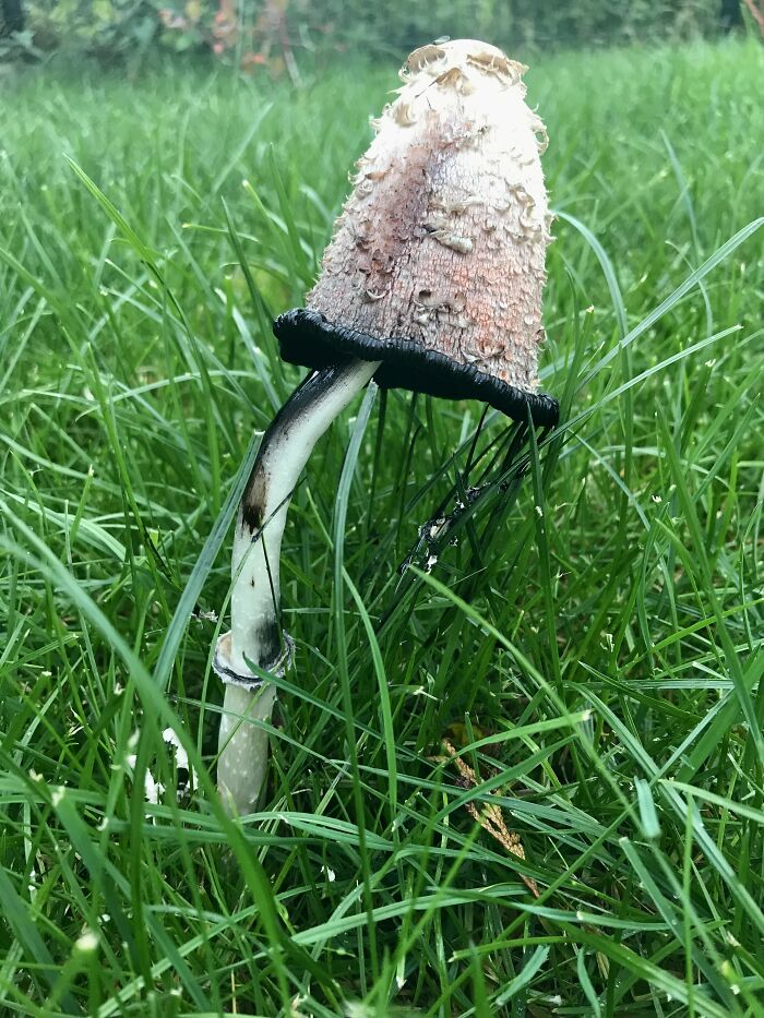 I Have No Idea What Kind Of Mushroom It Is, But It's Certainly The Saddest I've Ever Seen