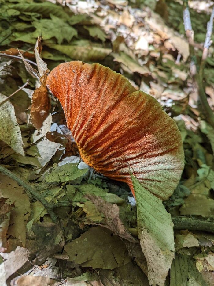 Lobster Mushroom (Edible) Quebec, 🇨🇦