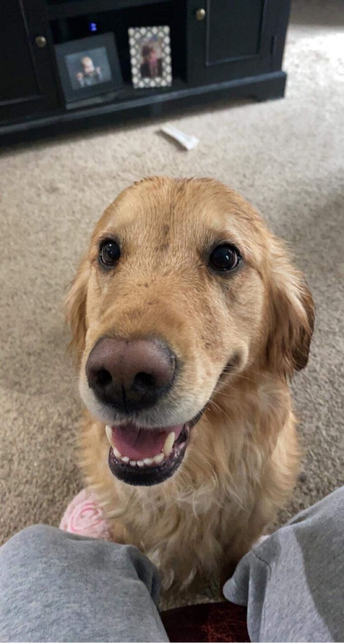 My Grand Puppy Reno Who Got Caught In The Rain But Smiled About It Anyway