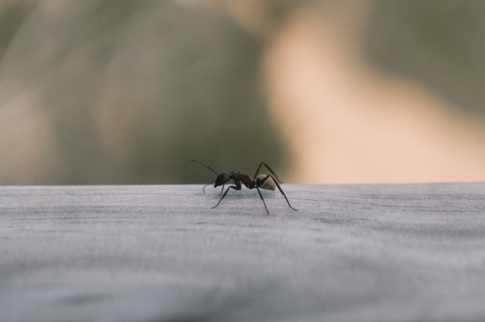 If You Were As Small As An Ant, How Would You Describe Our House?
