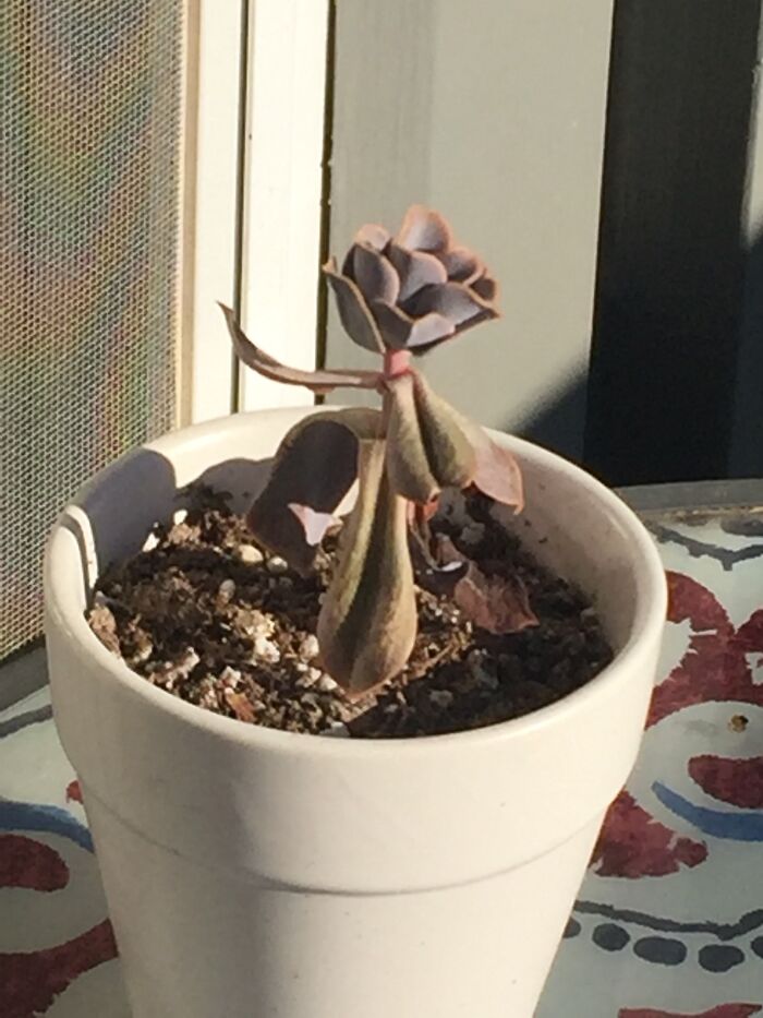 This Plant Looks Like Its Doing Ninja Training