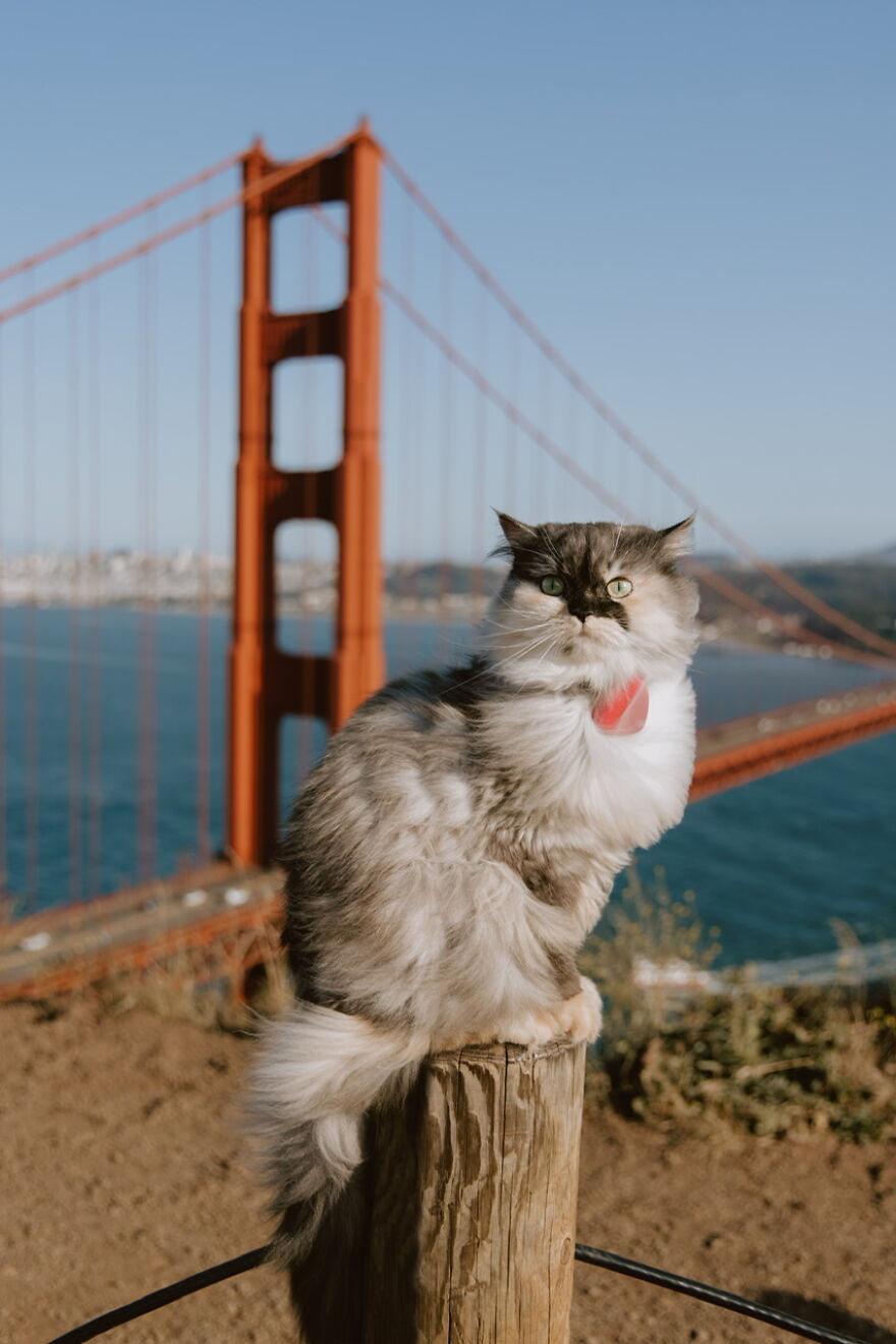 A San Francisco Cat