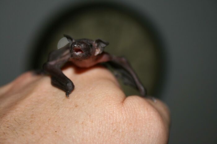 This Baby Bat Singing Its Heart Out On A Hand