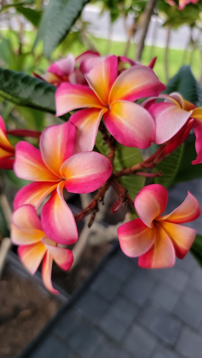 My Plumeria. Got It As A Cutting And Took 3 Years To Bloom, Now It’s Taller Than Me And Blooms Faithfully Every Year!