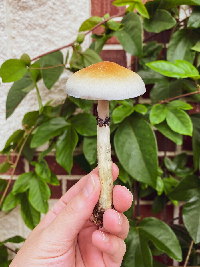 Psychedelic. Moss Bluff, Louisiana