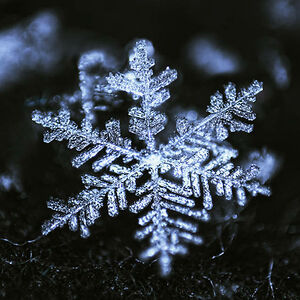 hollygardening avatar