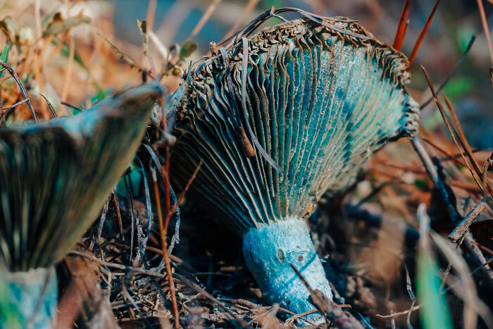 Moss Bluff, Louisiana