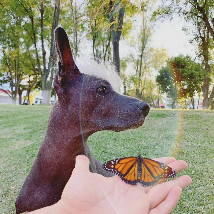 Photo of the dog and a butterfly