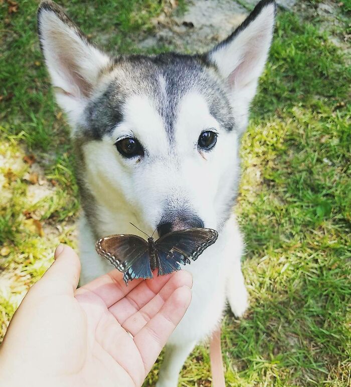Dog meets a butterfly
