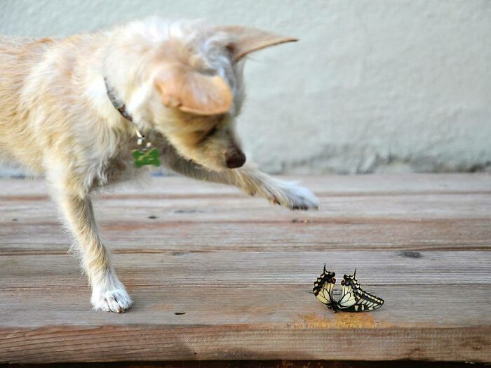 Dog playong with a butterfly