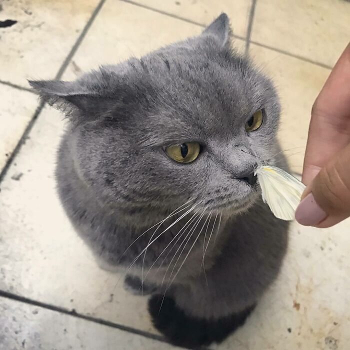 Cat sniffing a butterfly