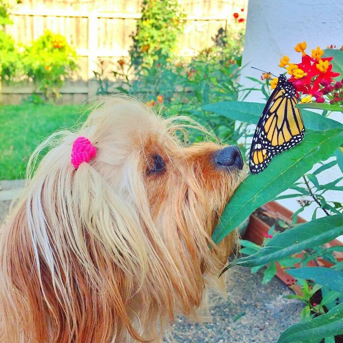 Dog looking at butterfly