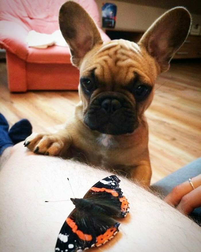 Dog looking at a butterfly