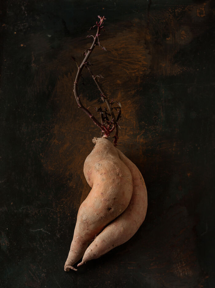 Garnet Sweet Potato #1 From Union Square Greenmarket, N.y., N.y.; Propagation Period: 15 Days In South-Facing Window. © Beth Galton