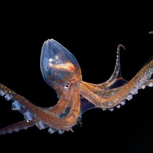 rebecahclifton avatar