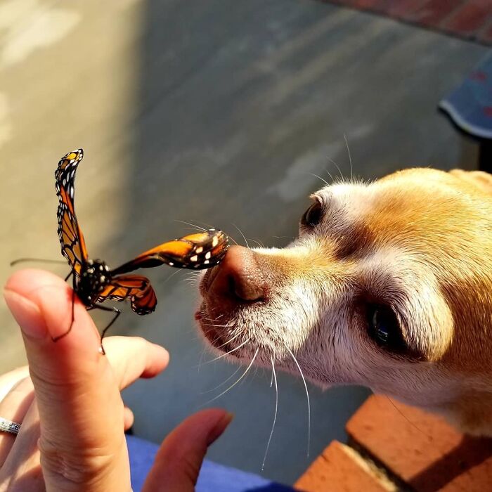 Dog sniffing a buttefly