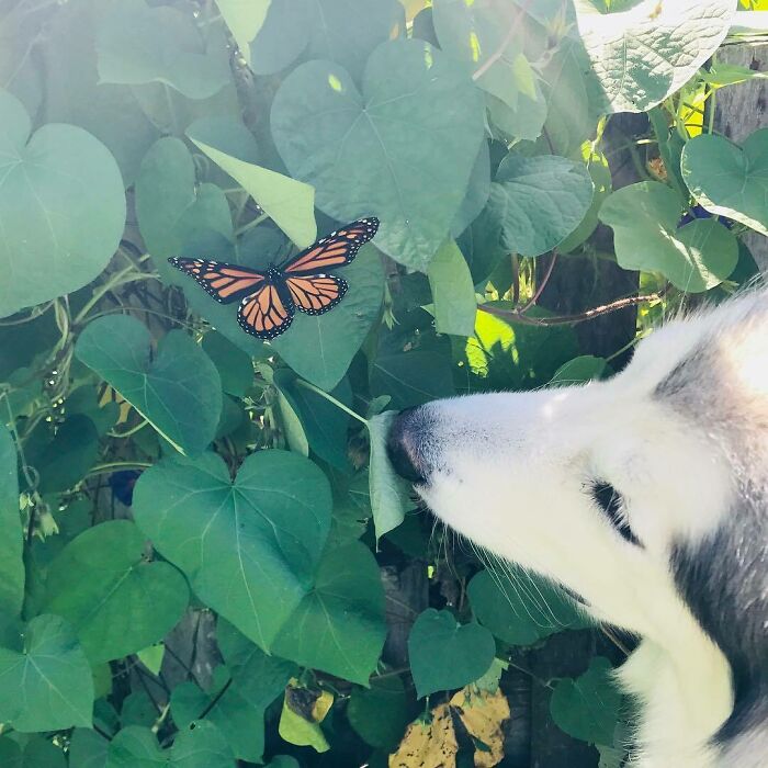 Dog looking at butterfly