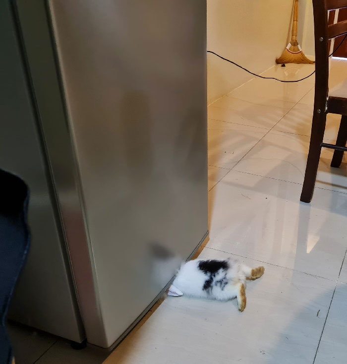Cookies Making Sure The Food In The Fridge Is Okay (She's Totally Fine)