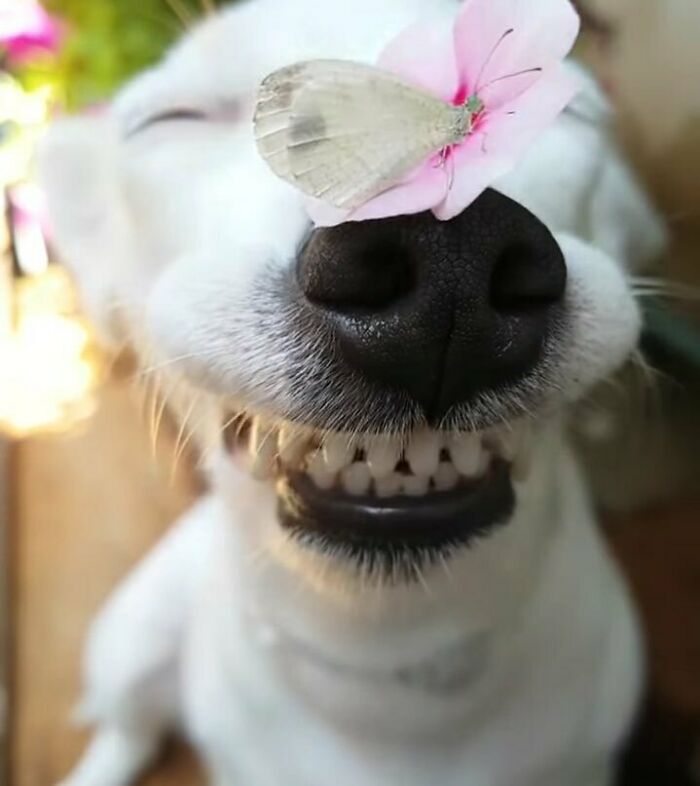 Dog with butterfly on his nose