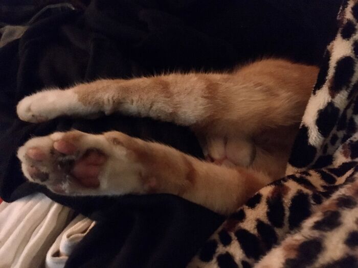 Oh Milocat, It’s Tough To Choose Only One