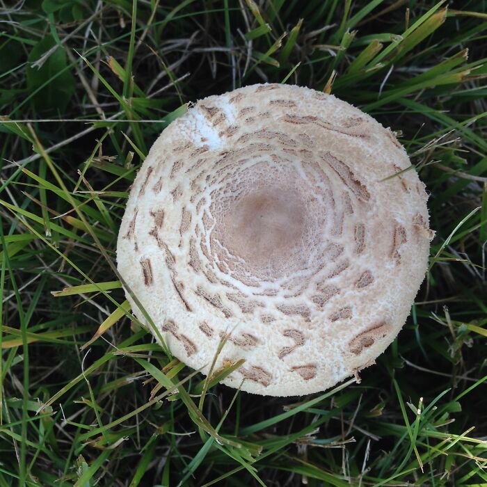 My Mushroom Picture