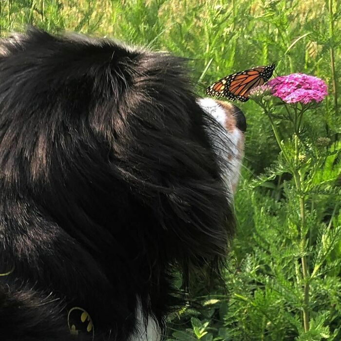 Dog sniffing a butterfly