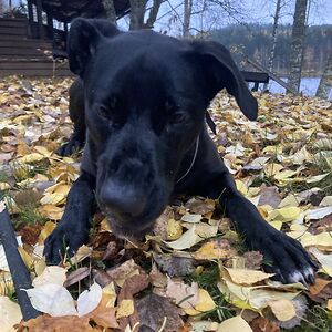 fredriikka_hallman avatar