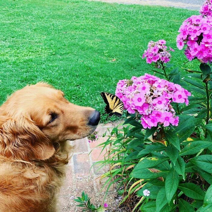 Dog playing with a butterfly