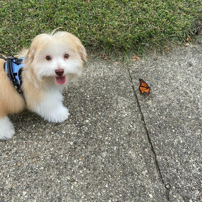 Photo of the dog and butterfly