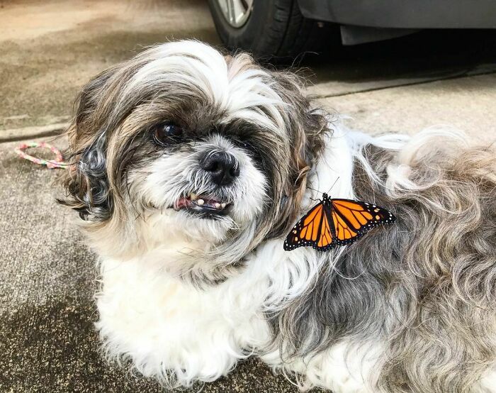 Dog with a butterfly on his fur