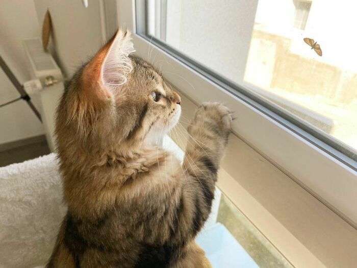 A cat looking at butterfly through the window