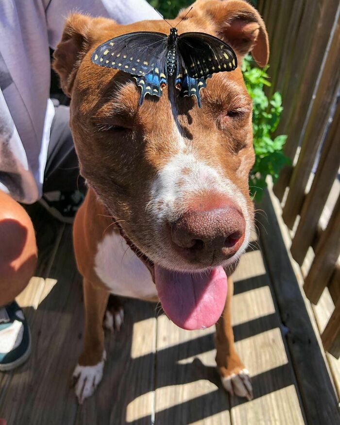 Dog with butterfly on his head