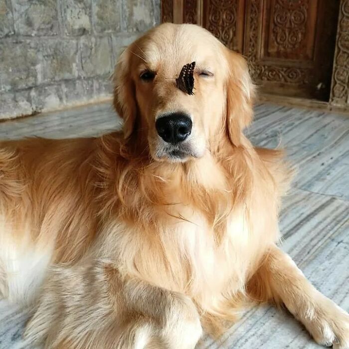 Dog with a butterfly on his face