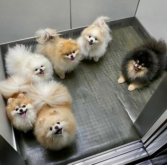 Big Pom Family