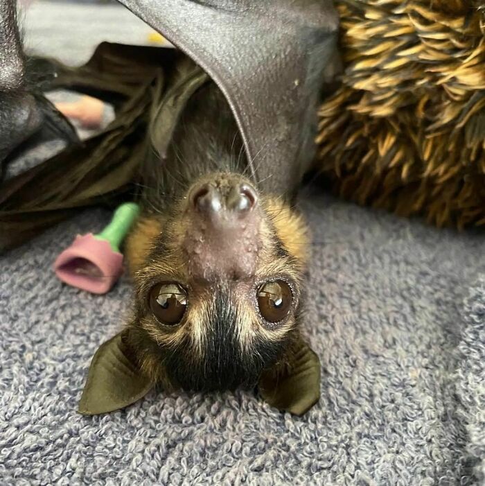 Spectacled Flying Fox Pup