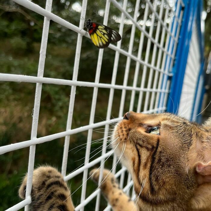 Cat chasing a butterfly