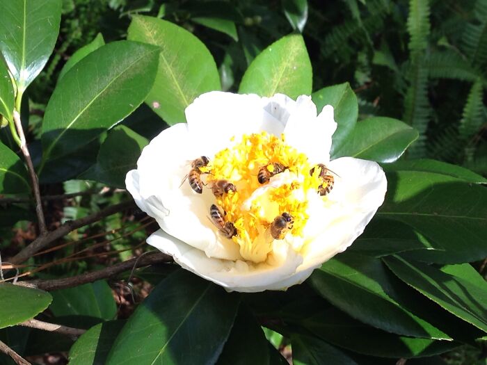 Camellia With Local Honey Bees