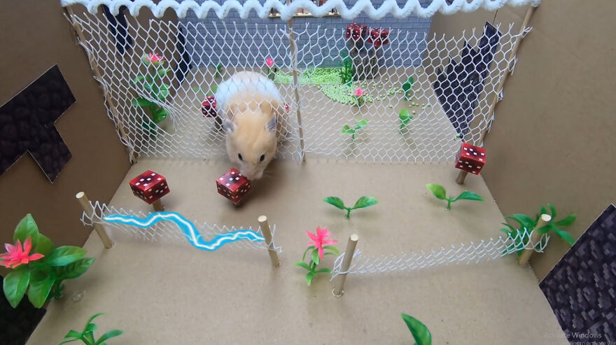36 Million People Fell In Love With This Brave Hamster Video, Where He's Escaping From A Minecraft-Themed Prison Maze (15 Pics) 36 Million People Fell In Love With This Brave Hamster Video, Where He's Escaping From A Minecraft-Themed Prison Maze (15 Pics)