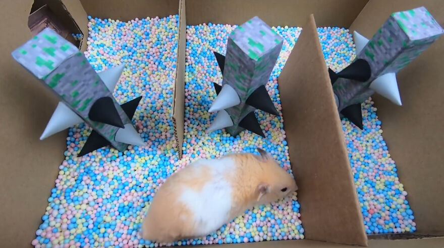 36 Million People Fell In Love With This Brave Hamster Video, Where He's Escaping From A Minecraft-Themed Prison Maze (15 Pics) 36 Million People Fell In Love With This Brave Hamster Video, Where He's Escaping From A Minecraft-Themed Prison Maze (15 Pics)