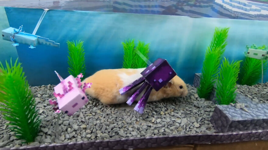 36 Million People Fell In Love With This Brave Hamster Video, Where He's Escaping From A Minecraft-Themed Prison Maze (15 Pics) 36 Million People Fell In Love With This Brave Hamster Video, Where He's Escaping From A Minecraft-Themed Prison Maze (15 Pics)