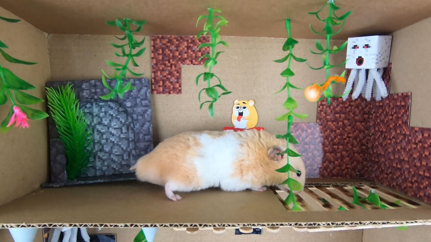 36 Million People Fell In Love With This Brave Hamster Video, Where He's Escaping From A Minecraft-Themed Prison Maze (15 Pics) 36 Million People Fell In Love With This Brave Hamster Video, Where He's Escaping From A Minecraft-Themed Prison Maze (15 Pics)