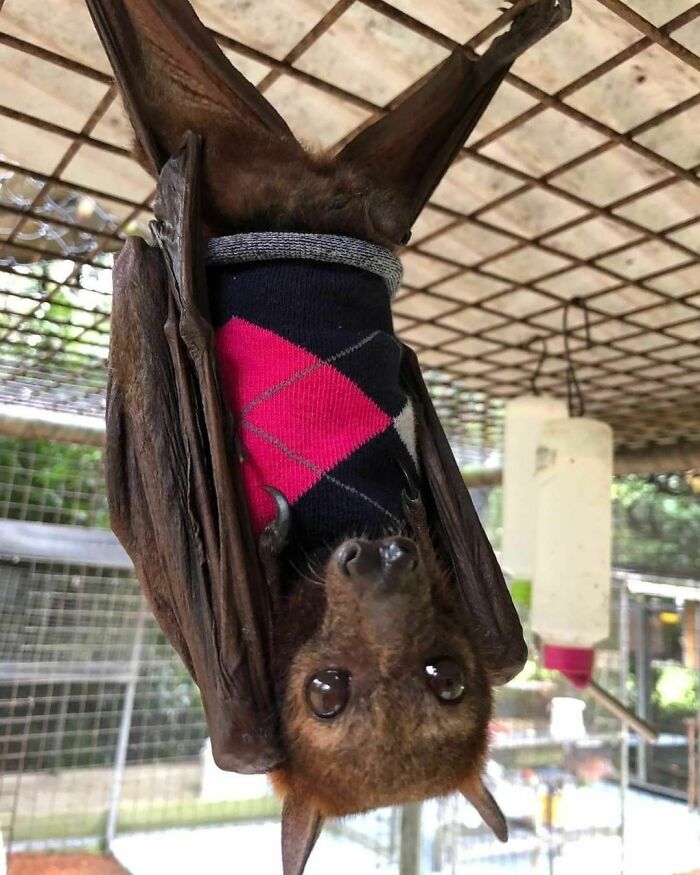 Another Pic Of Roger-Alan In One Of His Smart Vets