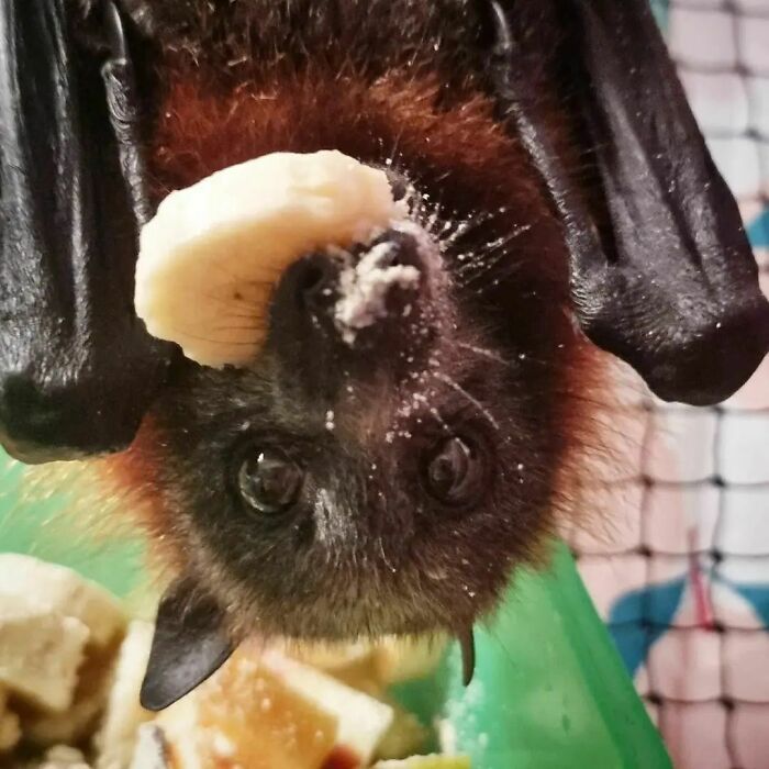 Love Watching These Guys Enjoying Their Dinner