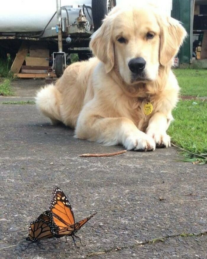 Dog looking at a butterflies