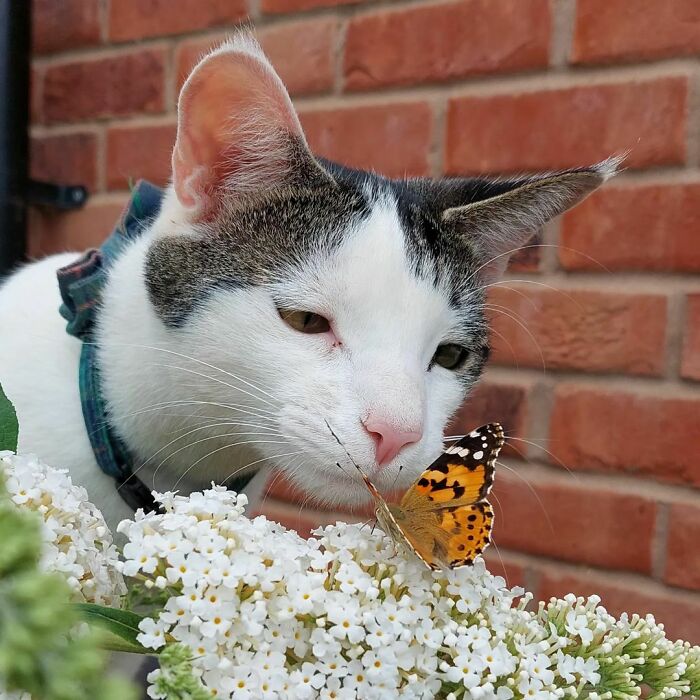 Cat looking at a butterfly