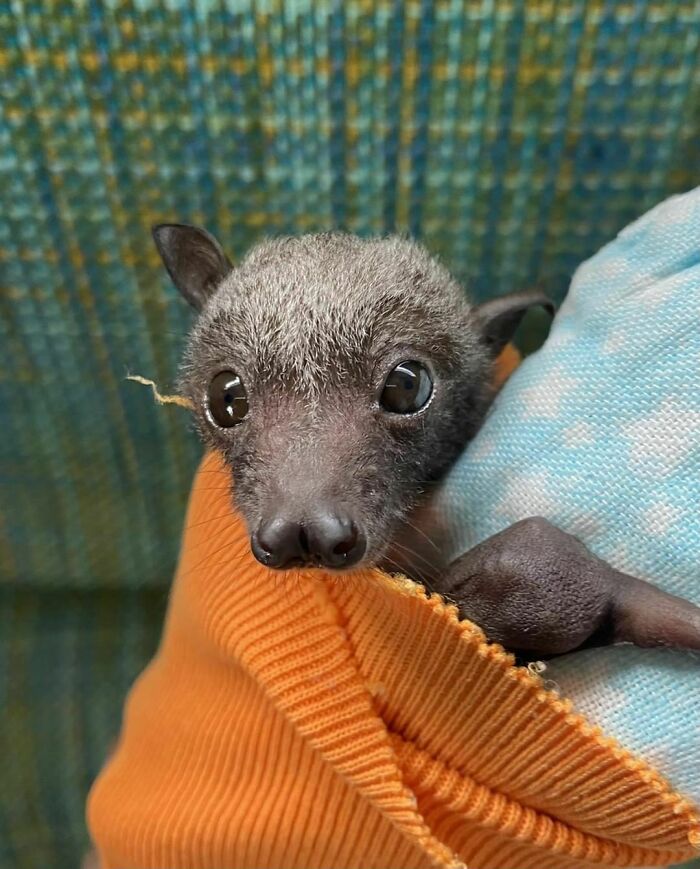 The Eyes Are The Windows To The Soul