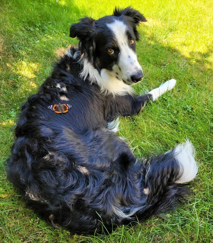 Dog with a butterfly on his fur