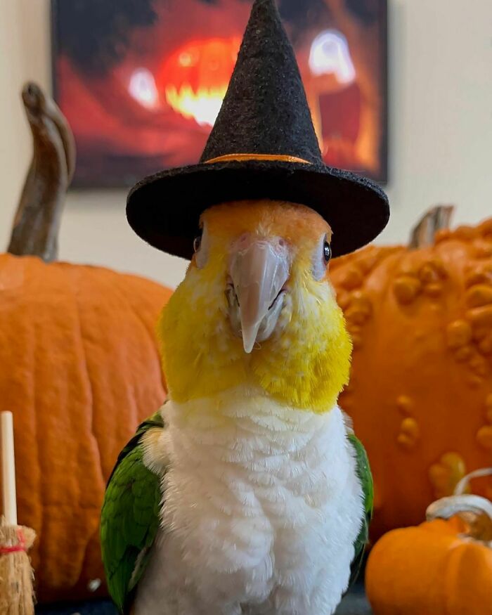 Mango Is Ready For Halloween