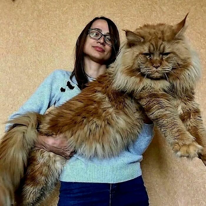 50 Ridiculously Stunning Maine Coon Cat Pics That You Just Have To See ...