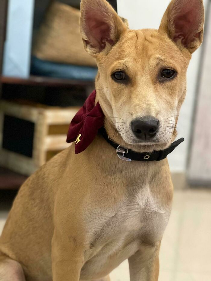 These Are 2 Of My Dogs! Handsome